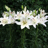 Hectarul - Ladita 180 bulbi de crin ASIATIC LILIUM Snowdon